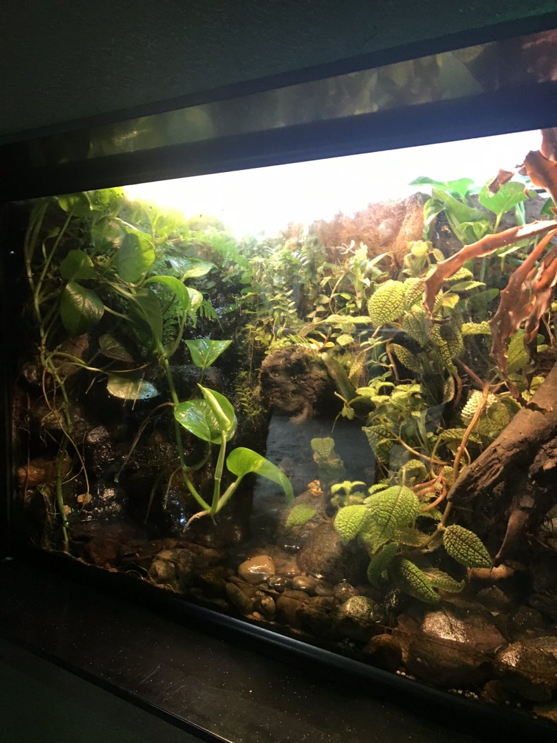 Discovery center panamanian golden frog exhibit