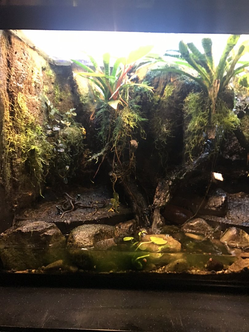 Discovery center poison dart frog exhibit