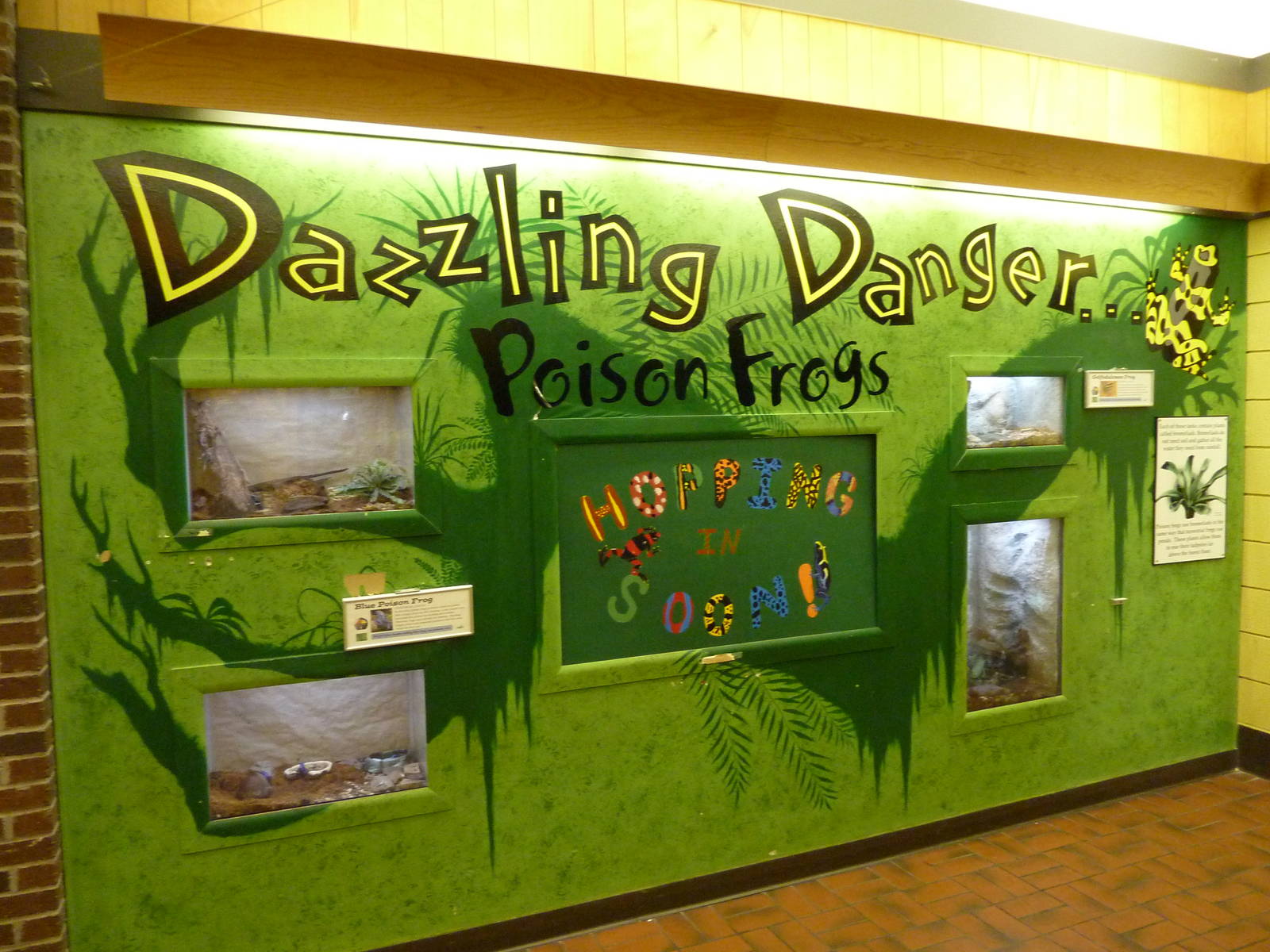 Discovery Center - Poison Frog Exhibits