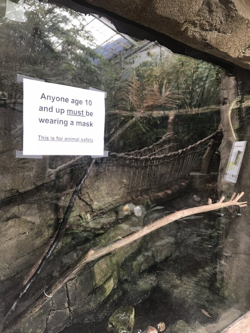 Discovery center prehensile tailed skink exhibit