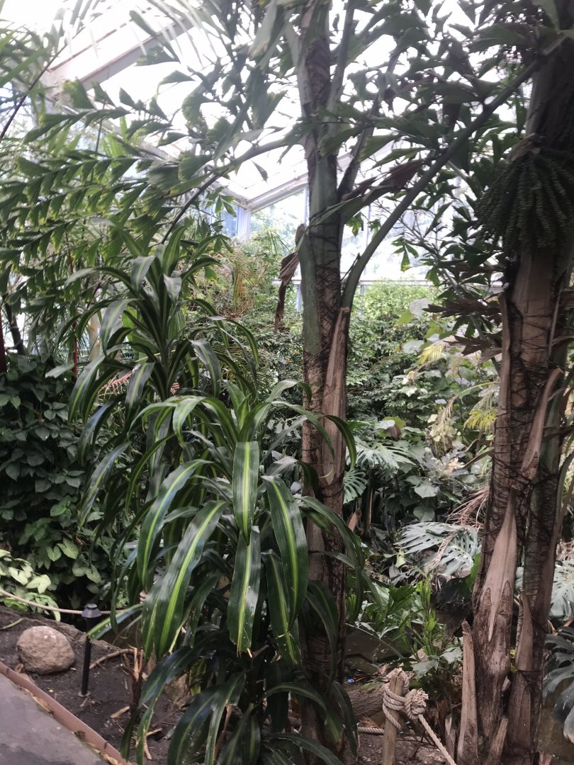 Discovery center rainforest