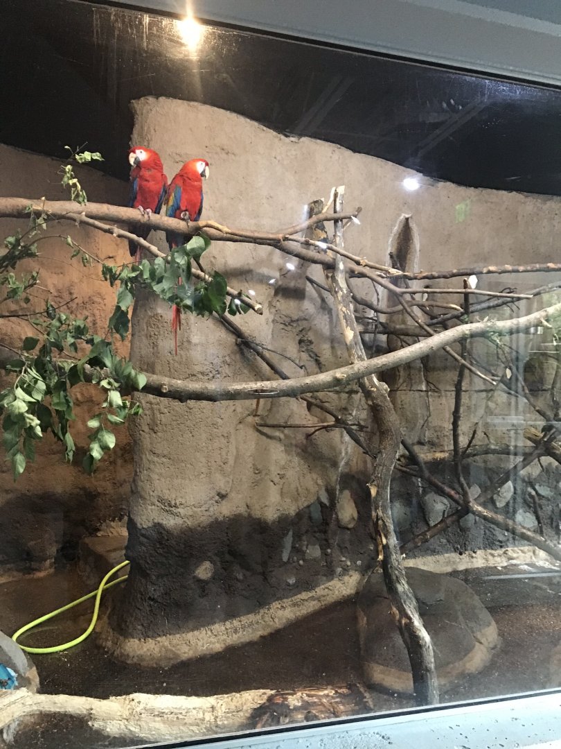 Discovery center scarlet macaw exhibit
