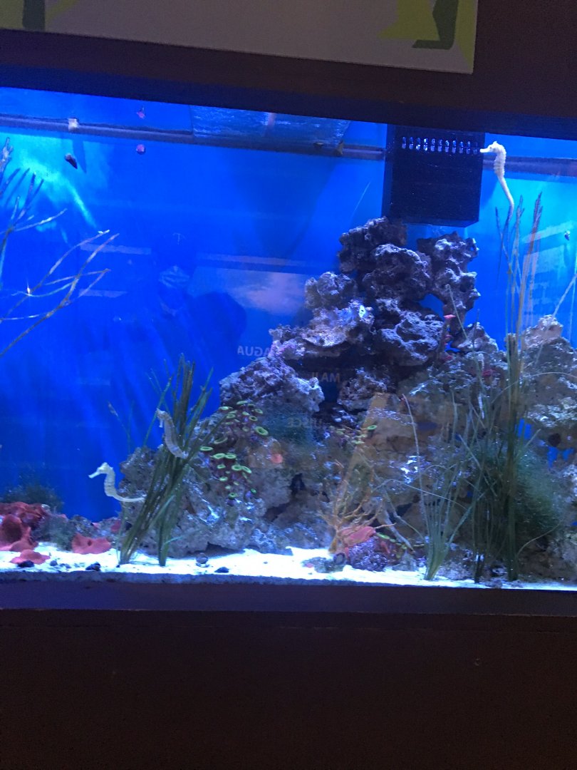 Discovery center seahorse tank