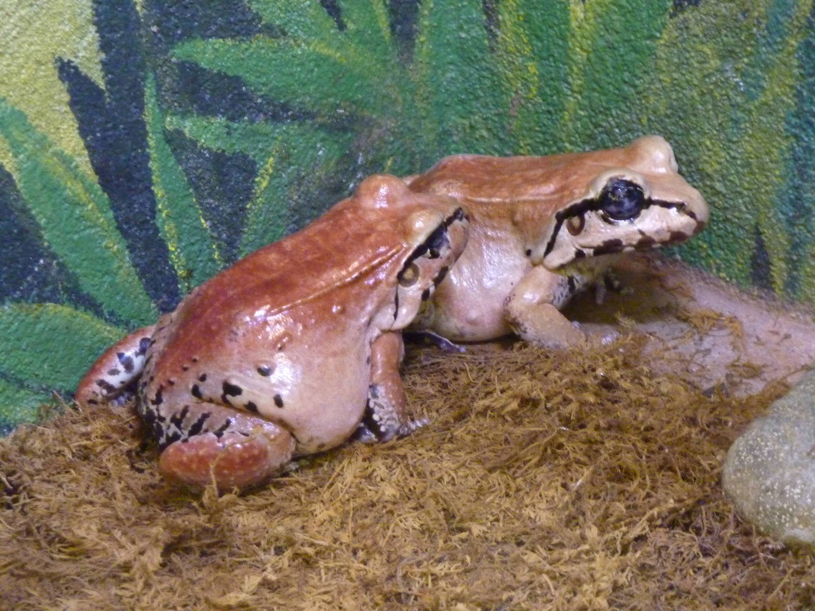 Discovery Center - Smokey Jungle Frogs