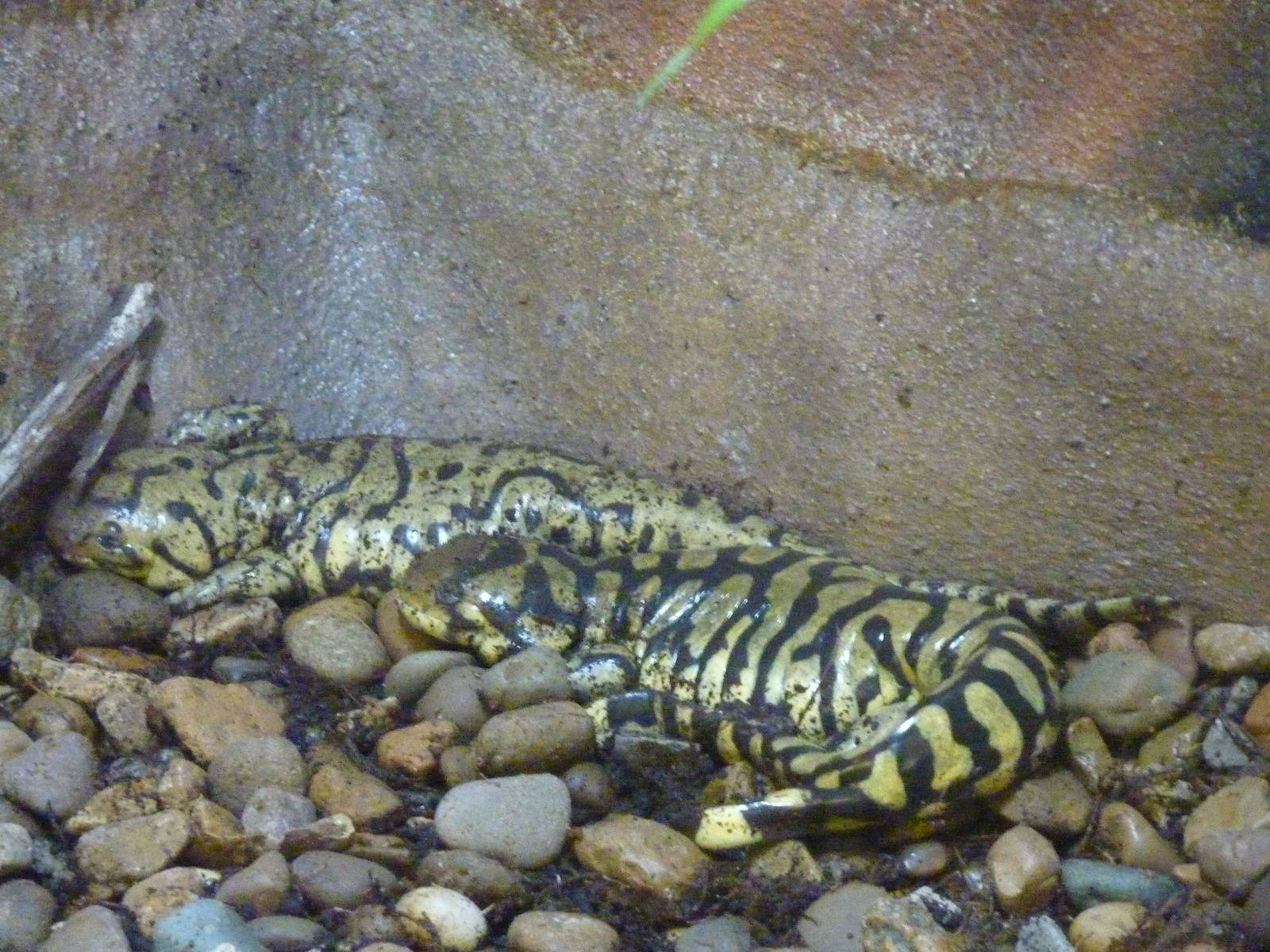 Discovery Center - Tiger Salamanders