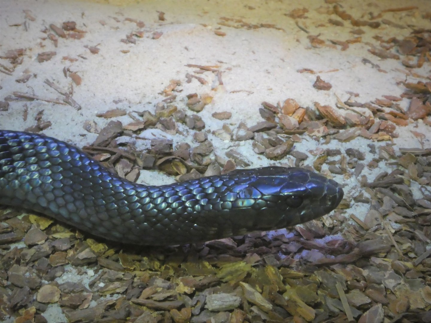 Discovery Center - Uplands - Eastern Indigo Snake