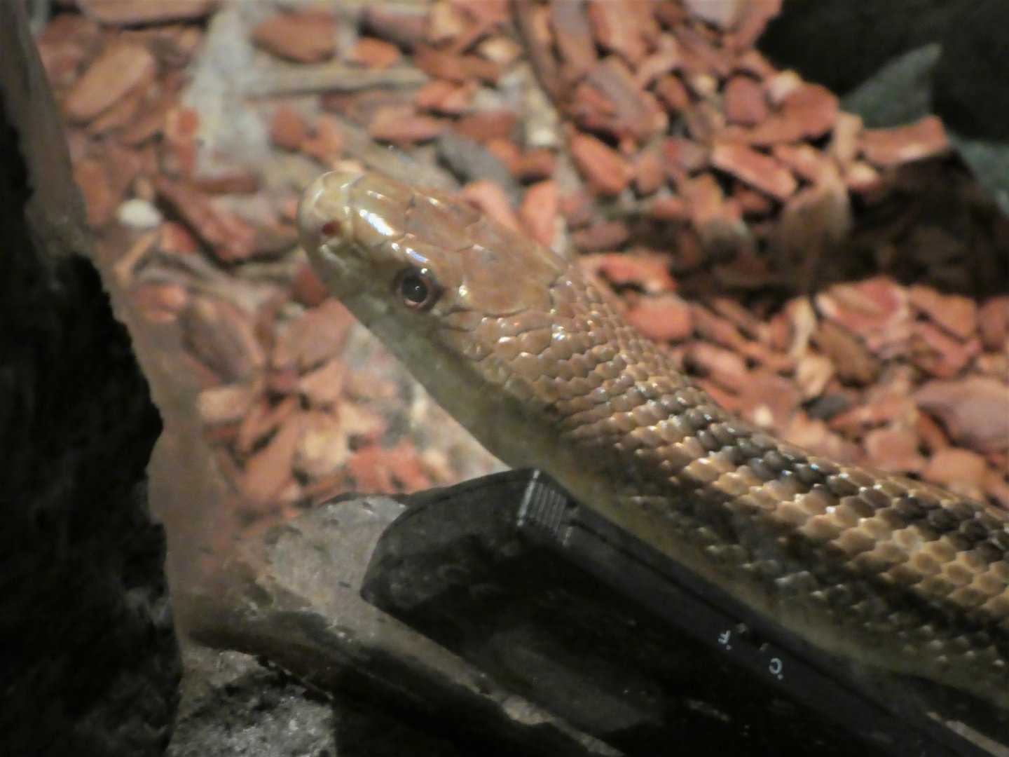 Discovery Center - Uplands - Eastern Ratsnake