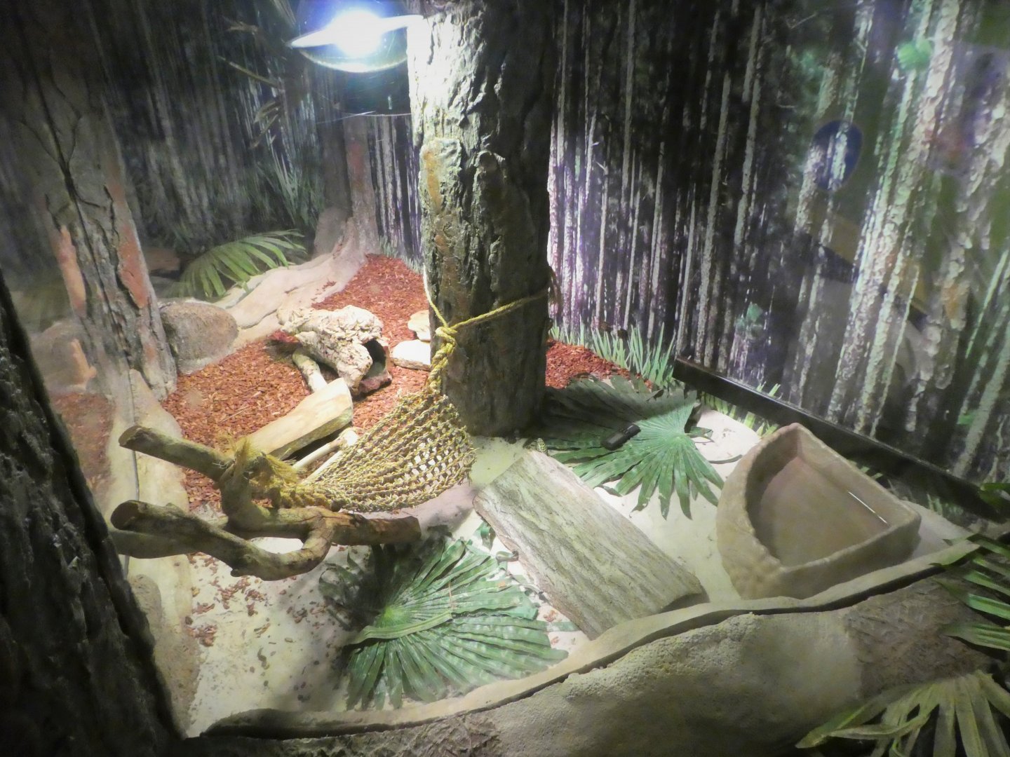 Discovery Center - Uplands - Florida Kingsnake Exhibit