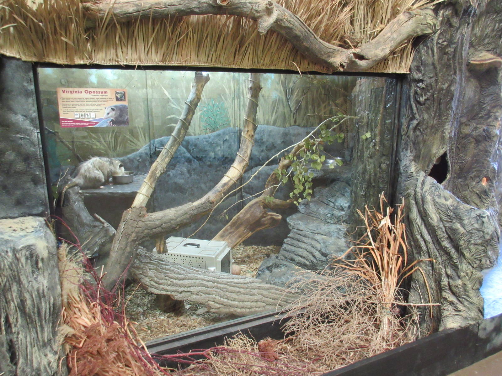 Discovery Center - Virginia Opossum Exhibit