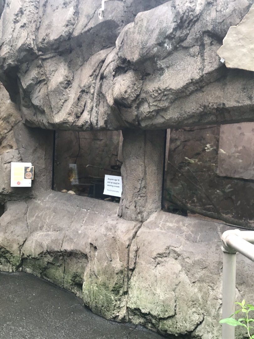 Discovery center woma python exhibit