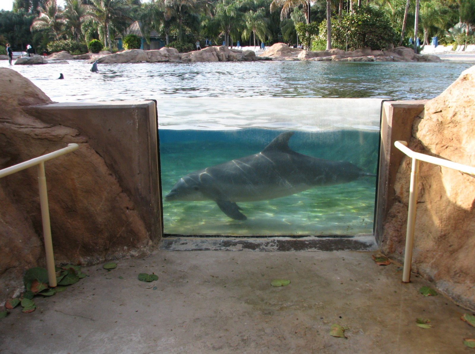Discovery Cove - Dolphin Lagoon - Underwater Window