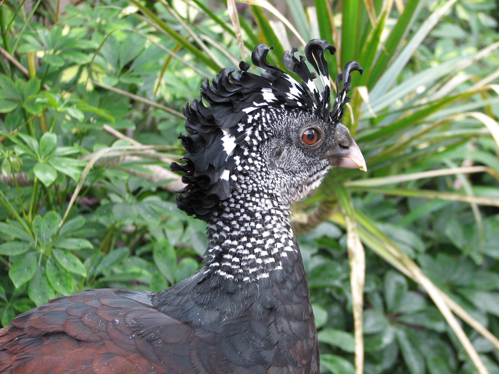 Discovery Cove - Explorers Aviary - Great Curassow