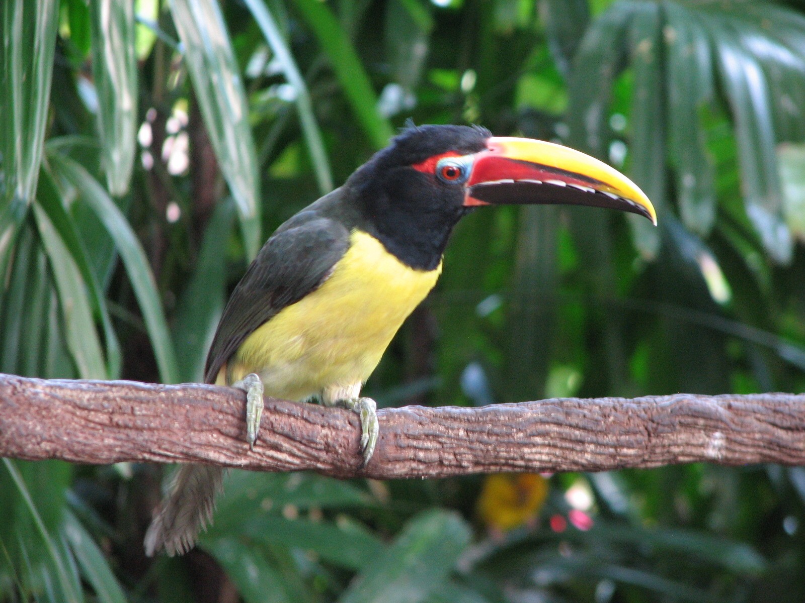 Discovery Cove - Explorers Aviary - Green Aracari