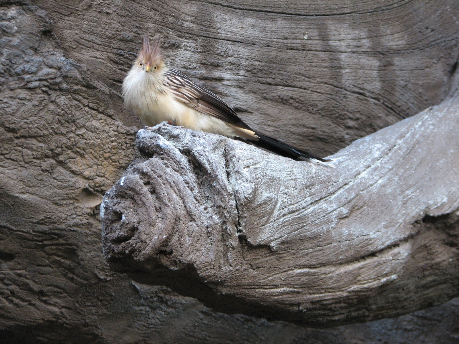 Discovery Cove - Explorers Aviary - Guira Cuckoo