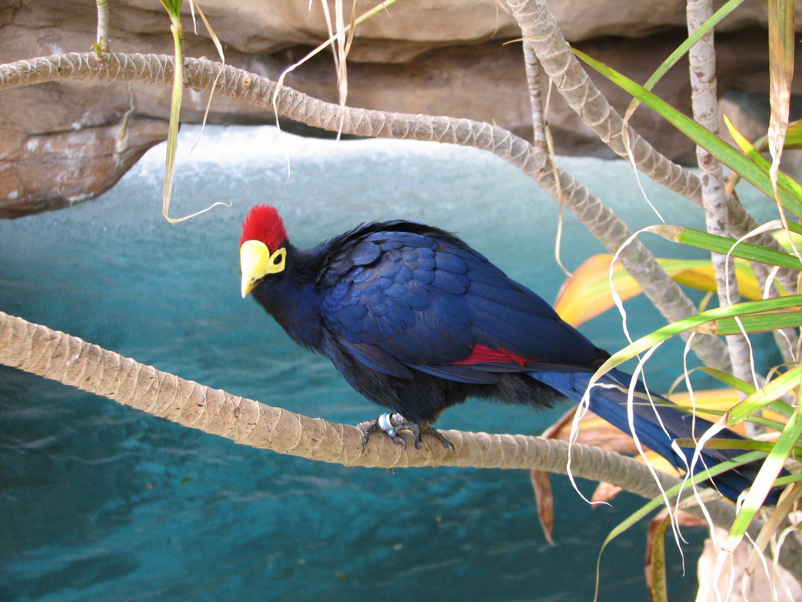 Discovery Cove - Explorers Aviary - Lady Ross Turaco