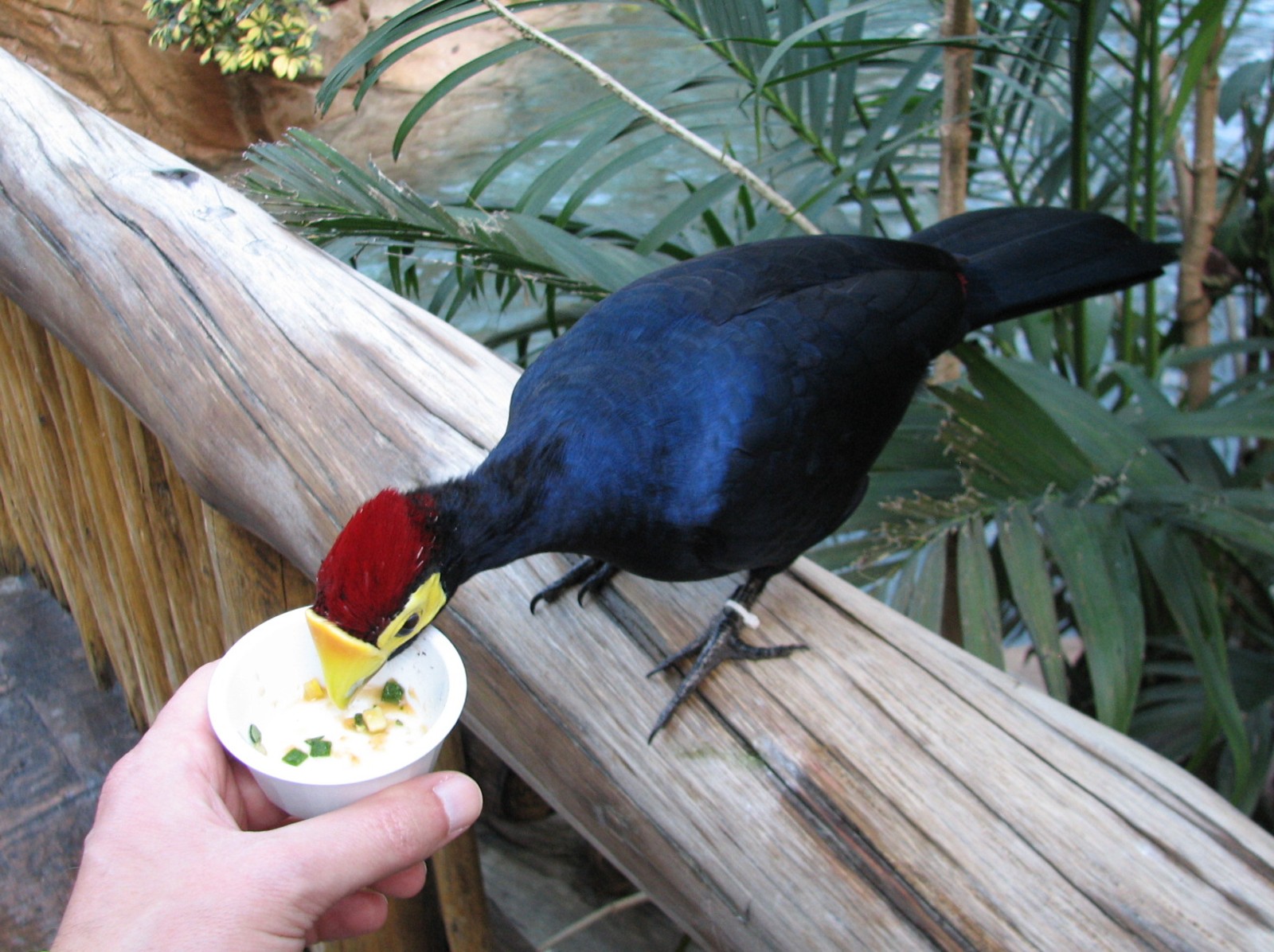 Discovery Cove - Explorers Aviary - Lady Ross Turaco