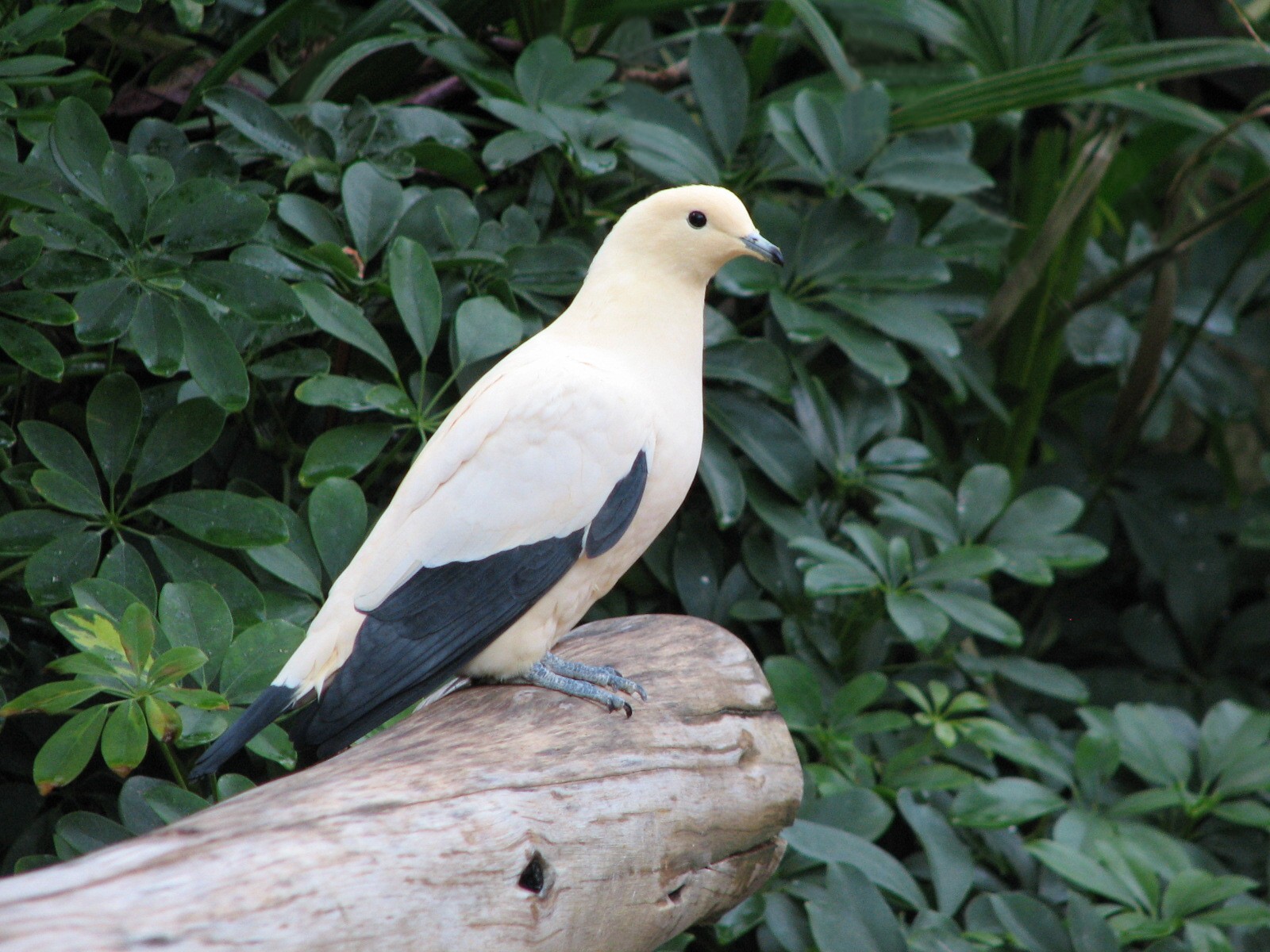 Discovery Cove - Explorers Aviary - Pied Imperial Pigeon