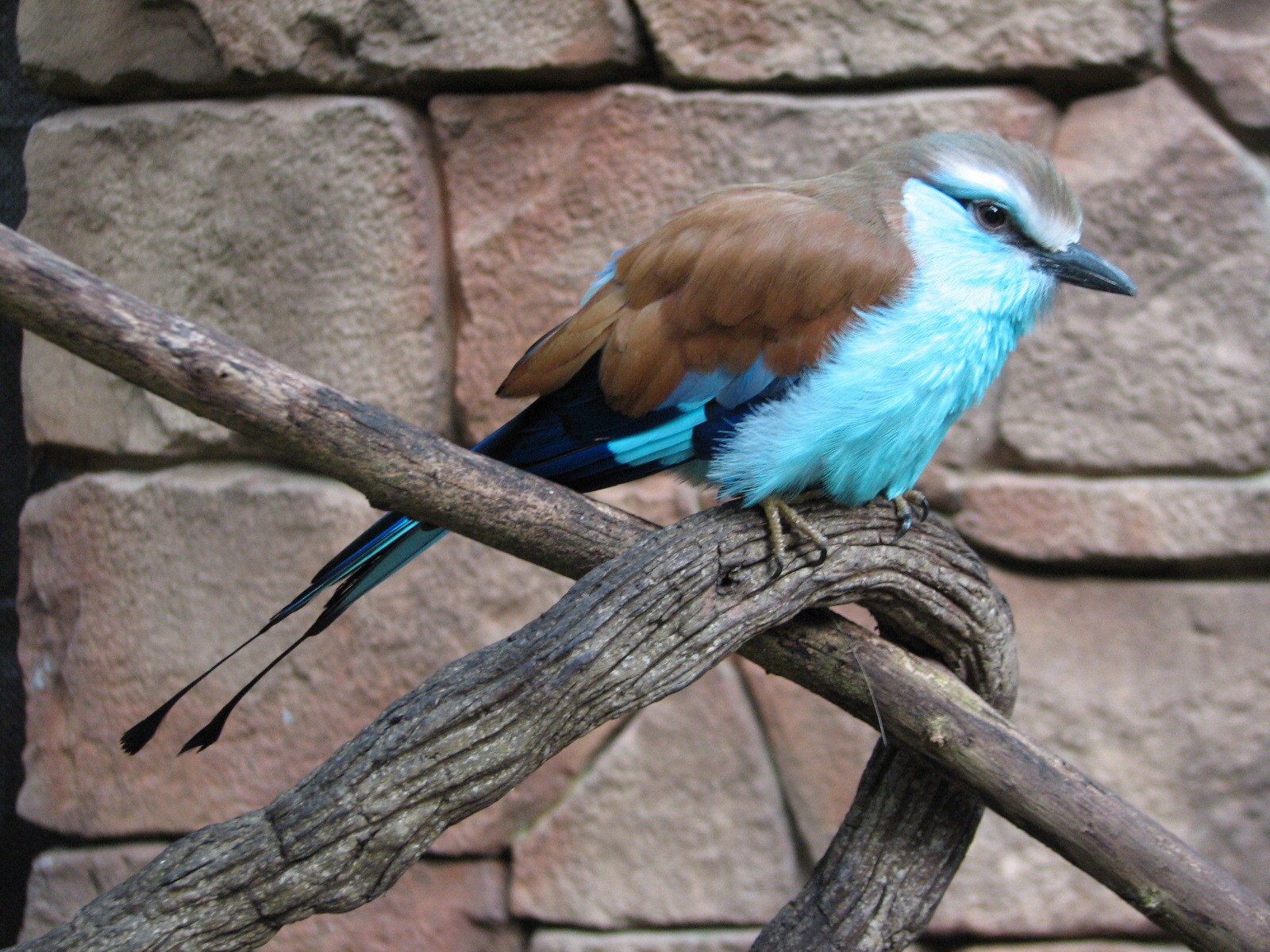 Discovery Cove - Explorers Aviary - Racquet-tailed Roller