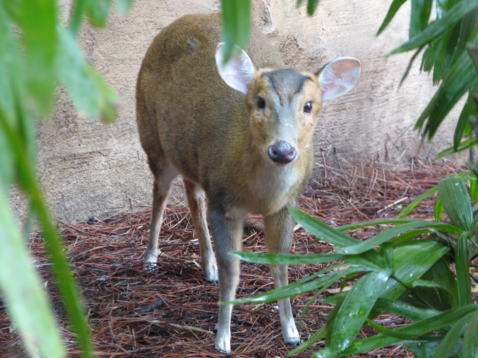 Discovery Cove - Explorers Aviary - Reeves Muntjac