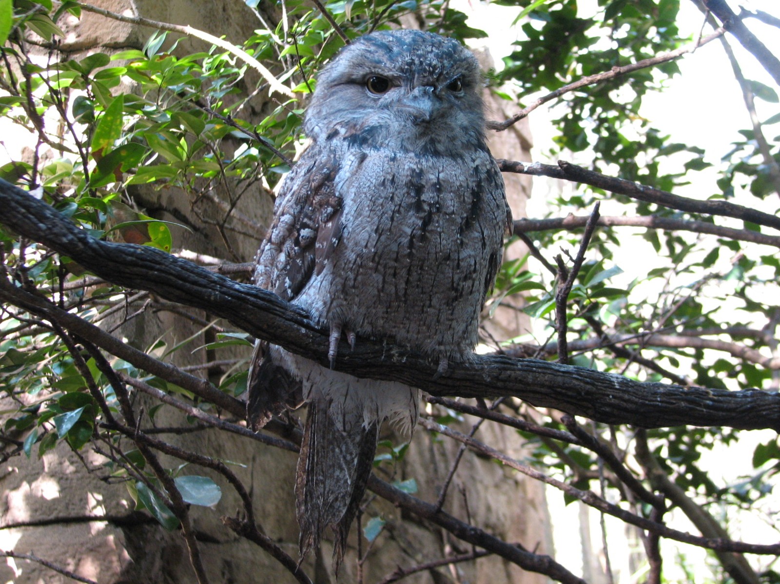 Discovery Cove - Explorers Aviary - Tawny Frogmouth