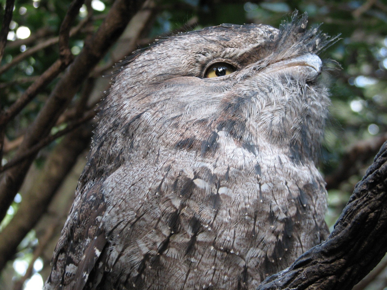 Discovery Cove - Explorers Aviary - Tawny Frogmouth