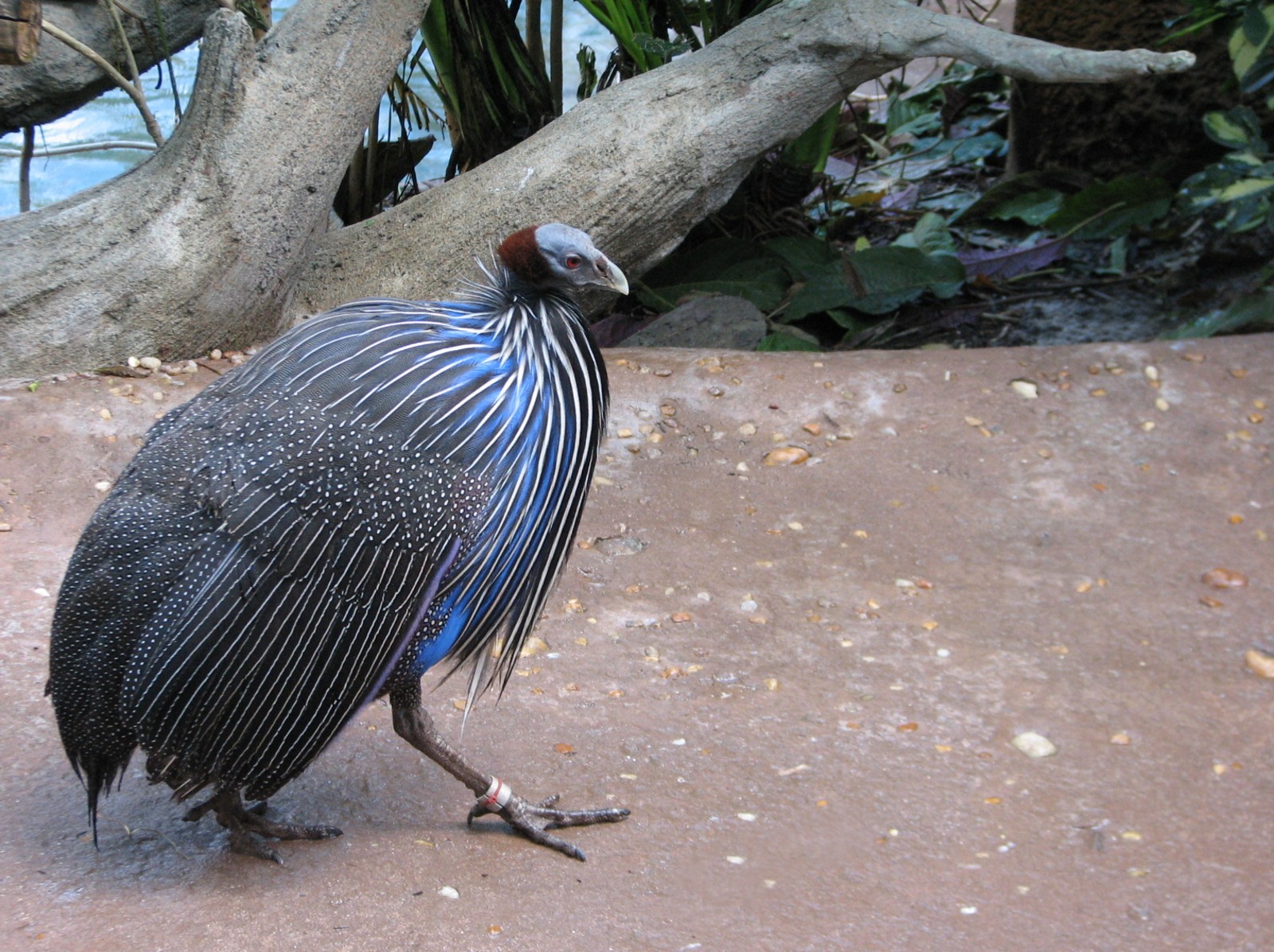 Discovery Cove - Explorers Aviary - Vulturine Guineafowl