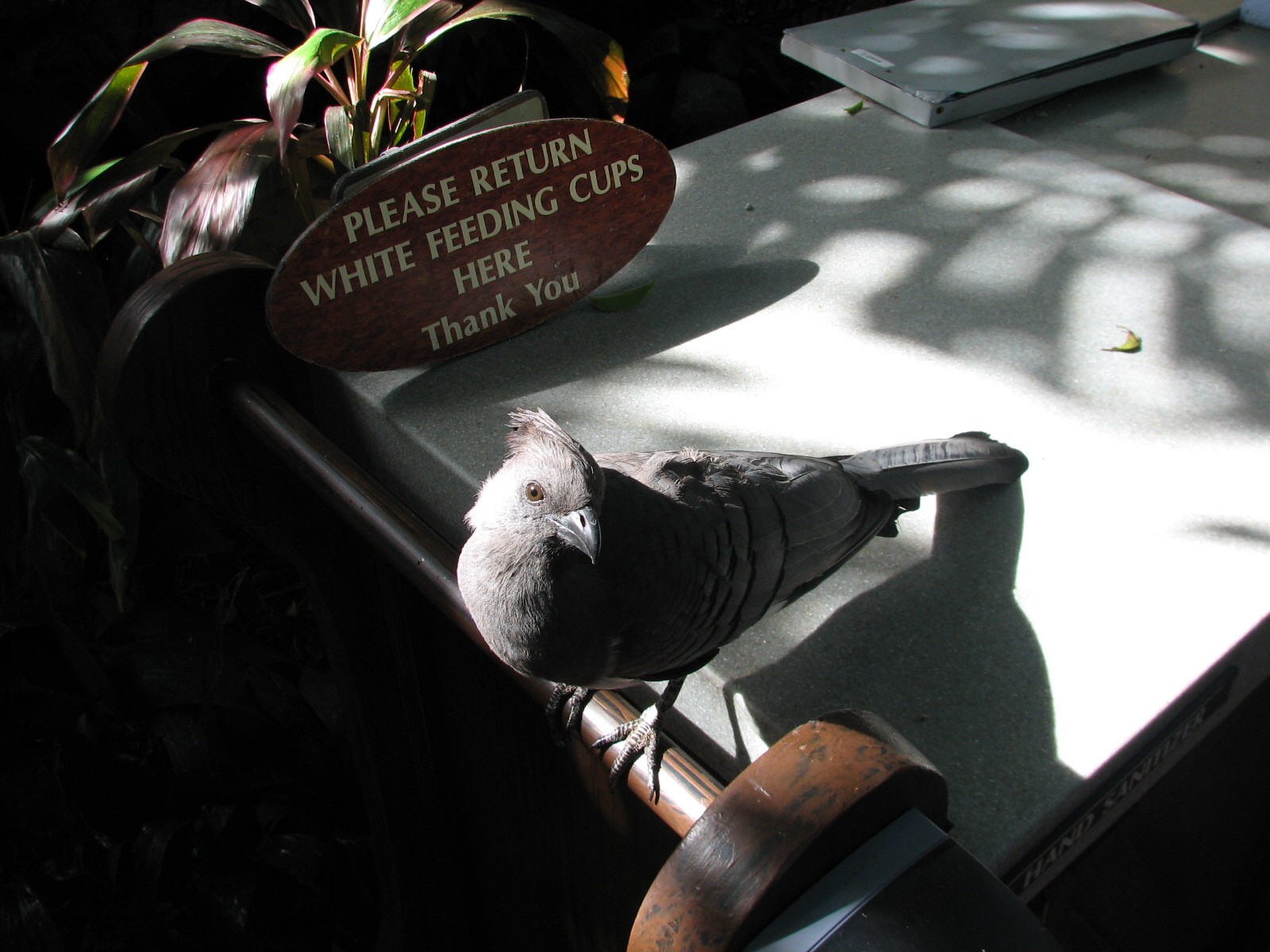 Discovery Cove - Explorers Aviary - White-bellied Go-away