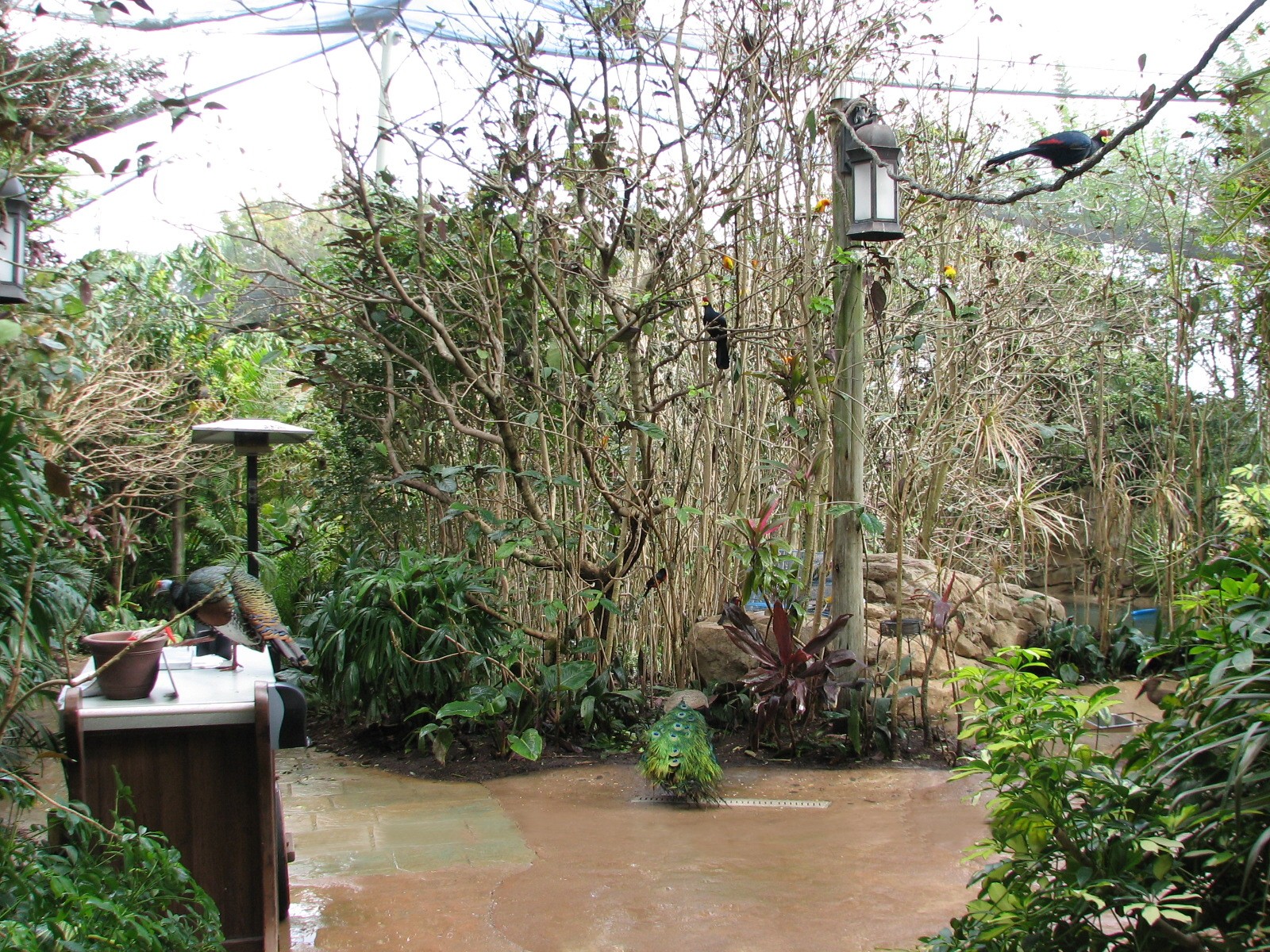 Discovery Cove - Explorers Aviary