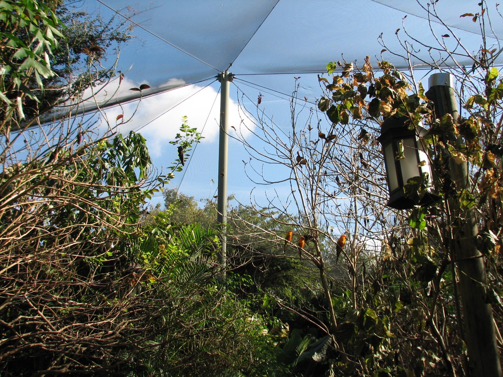 Discovery Cove - Explorers Aviary