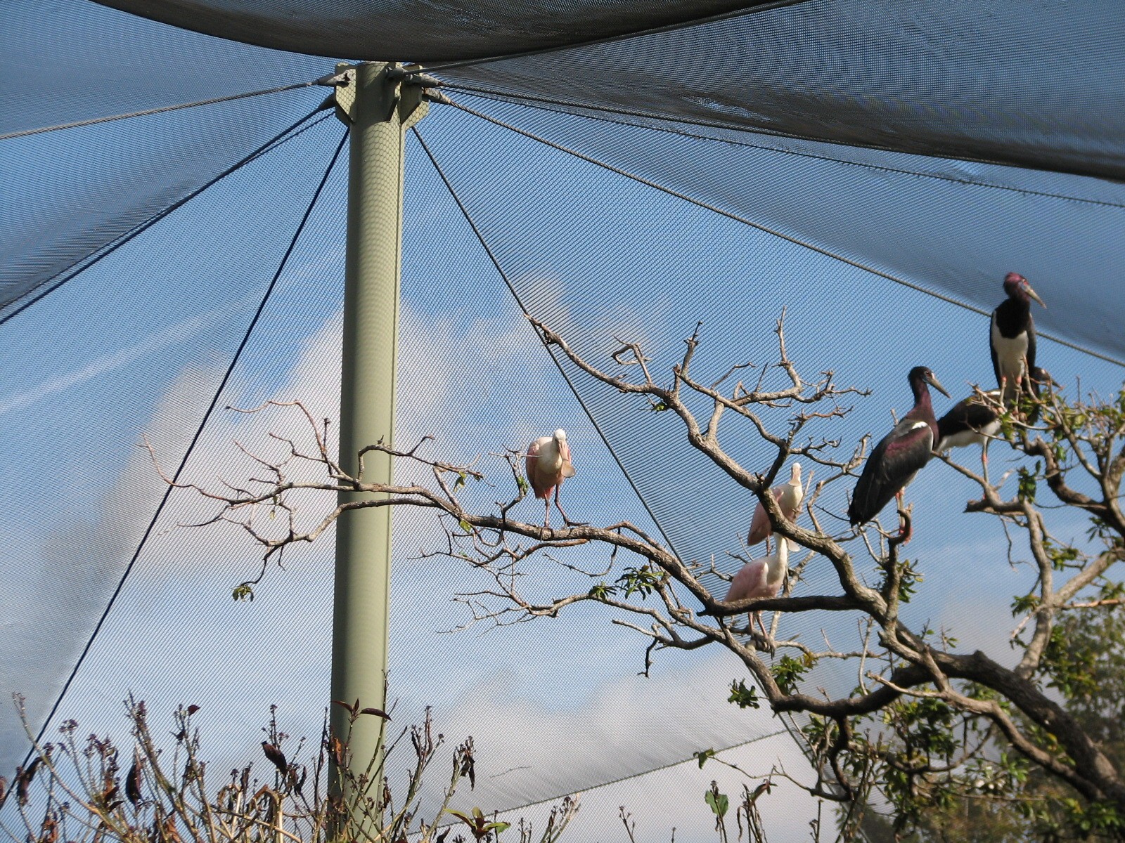 Discovery Cove - Explorers Aviary
