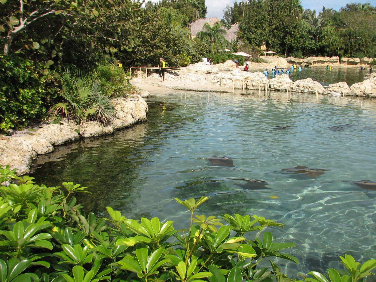 Discovery Cove - Tropical Reef - Cownose Ray Lagoon