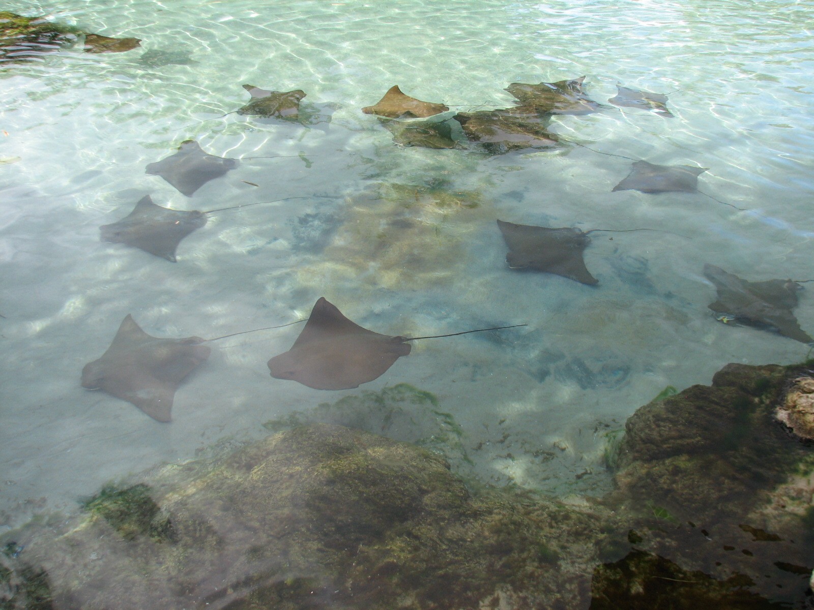 Discovery Cove - Tropical Reef- Cownose Ray Lagoon