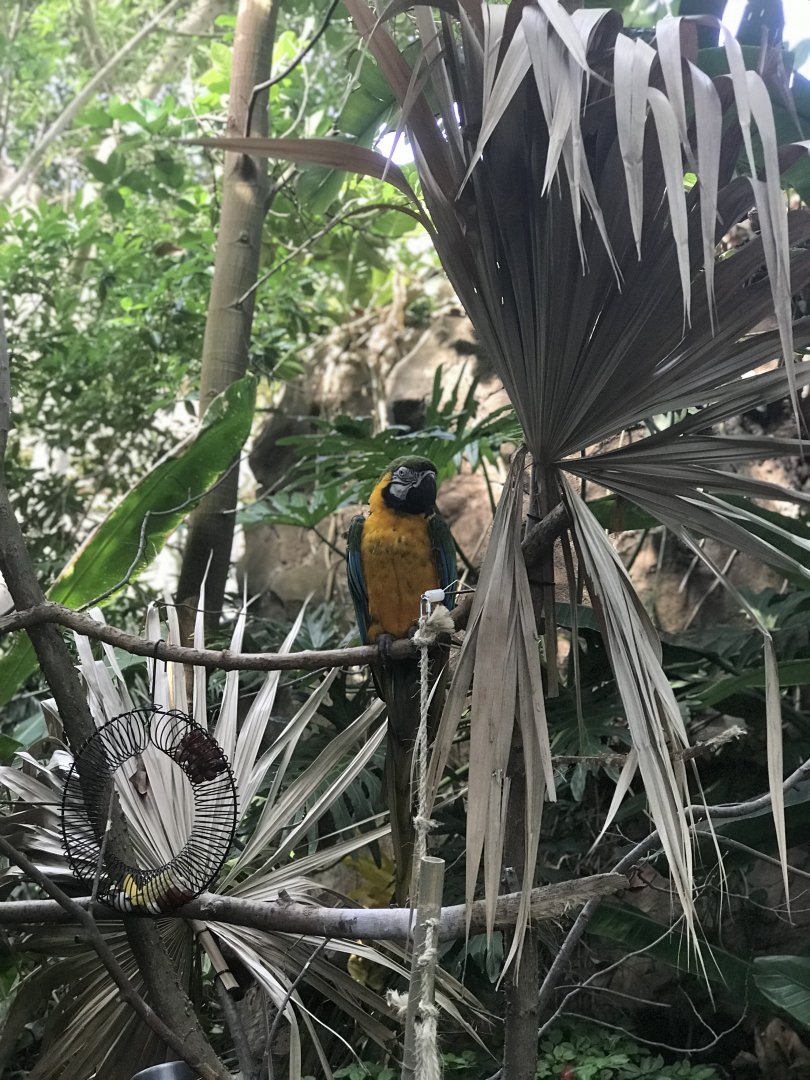 Discovery Forest— Blue and Gold Macaw