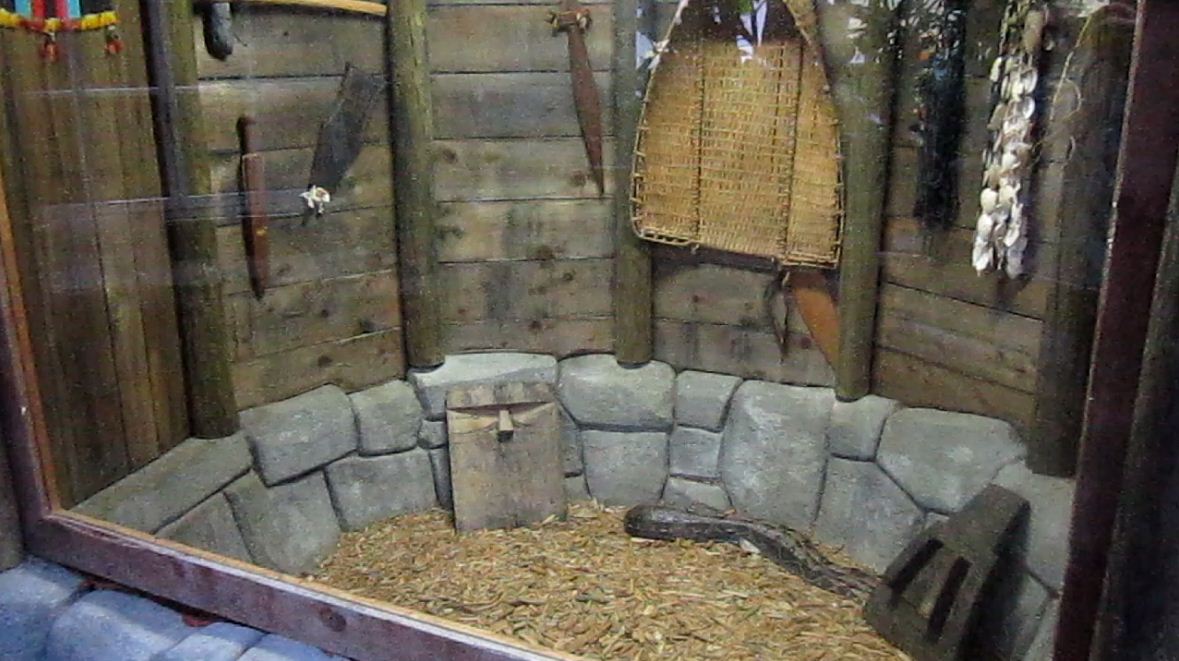 Discovery Forest-Boa Constrictor exhibit