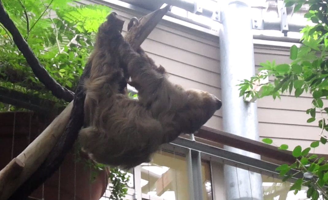 Discovery Forest-Moe