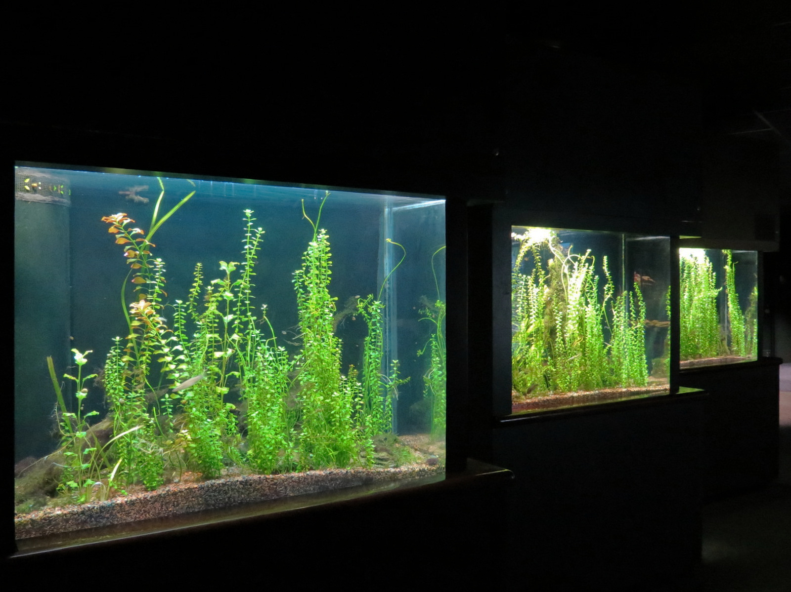 Discovery Hall - 3 Sunfish Diversity Exhibits
