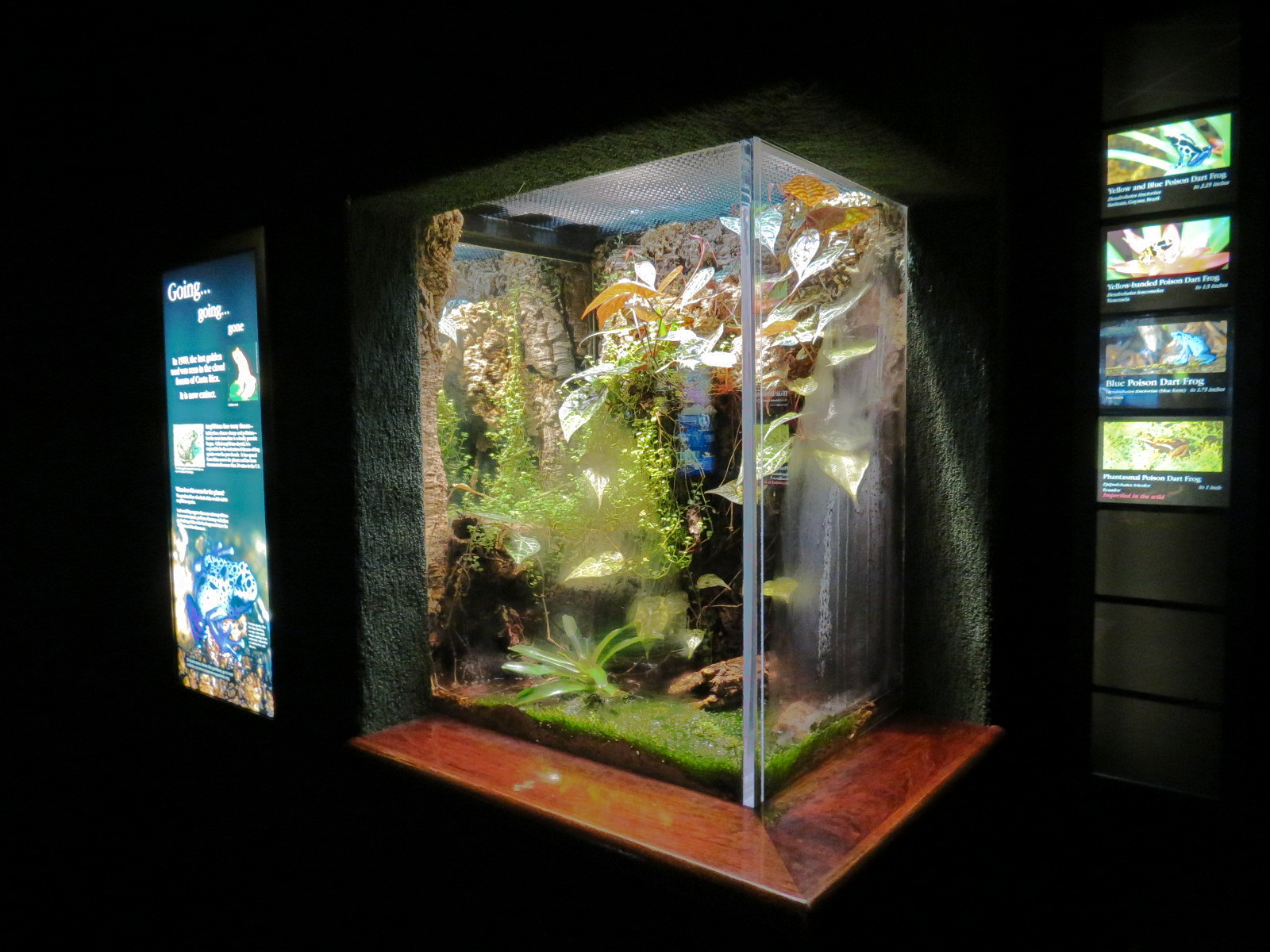 Discovery Hall - Dart Frogs Exhibit