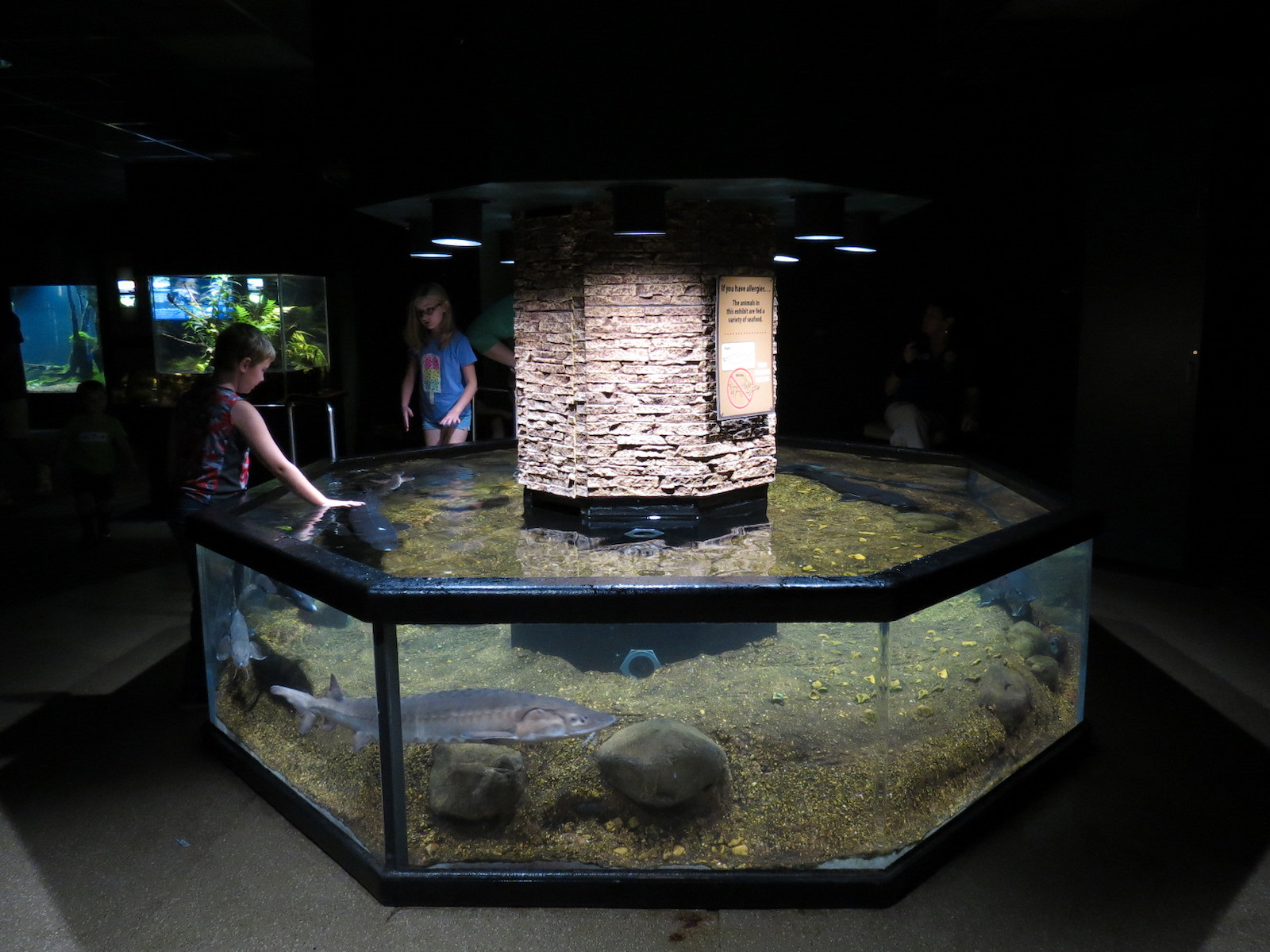 Discovery Hall - Sturgeon Encounter - Lake Sturgeon Touch Tank