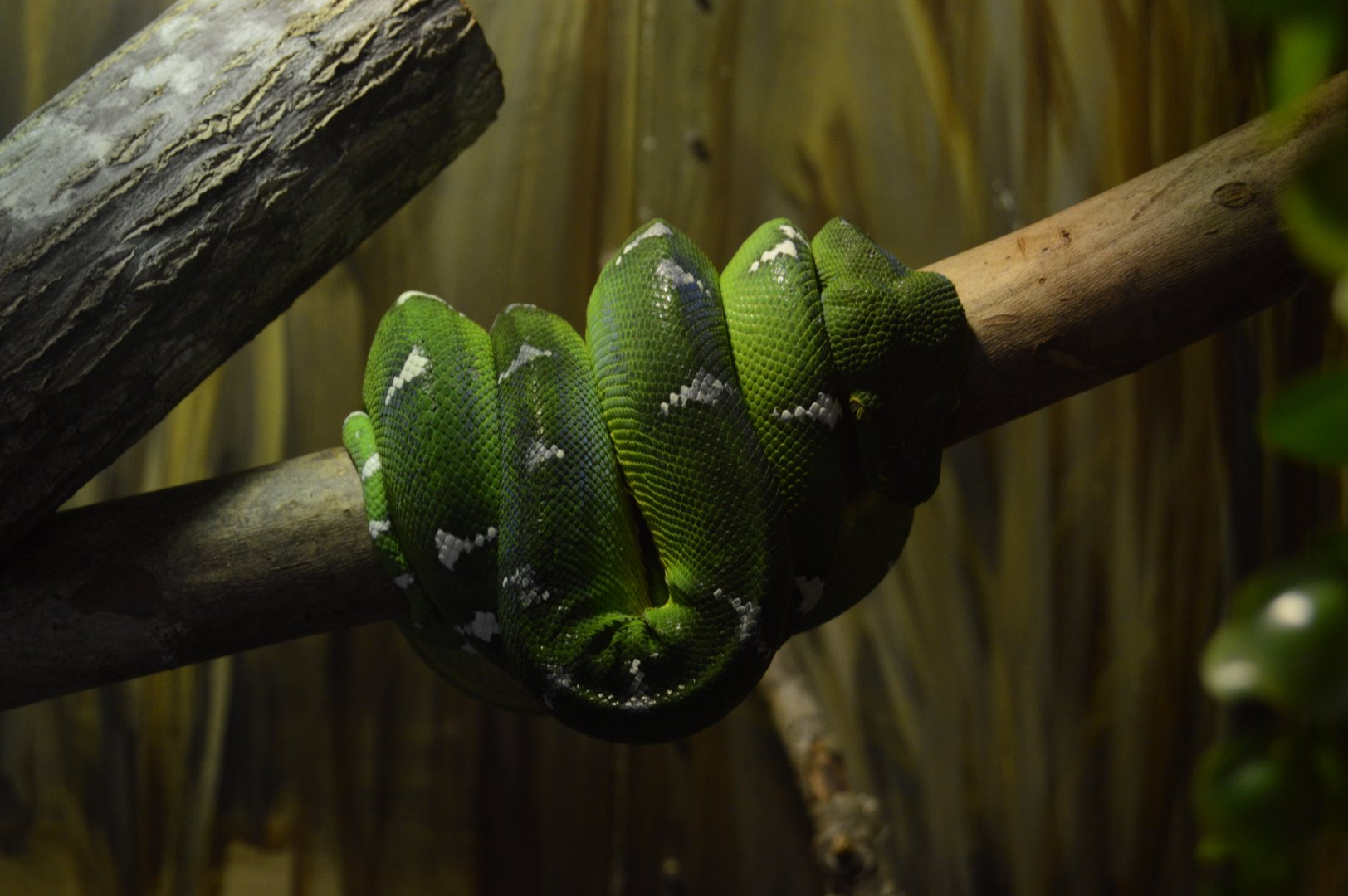 Discovery House - Emerald Tree Boa (Corallus caninus)
