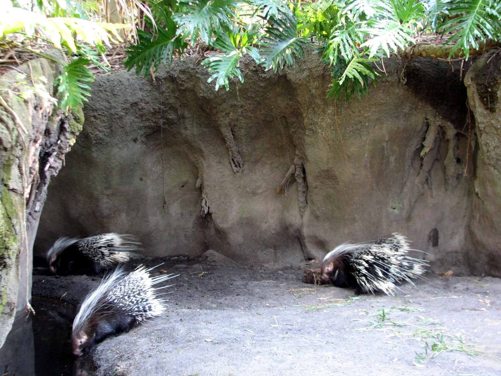 Discovery Island - African Crested Porcupine Exhibit
