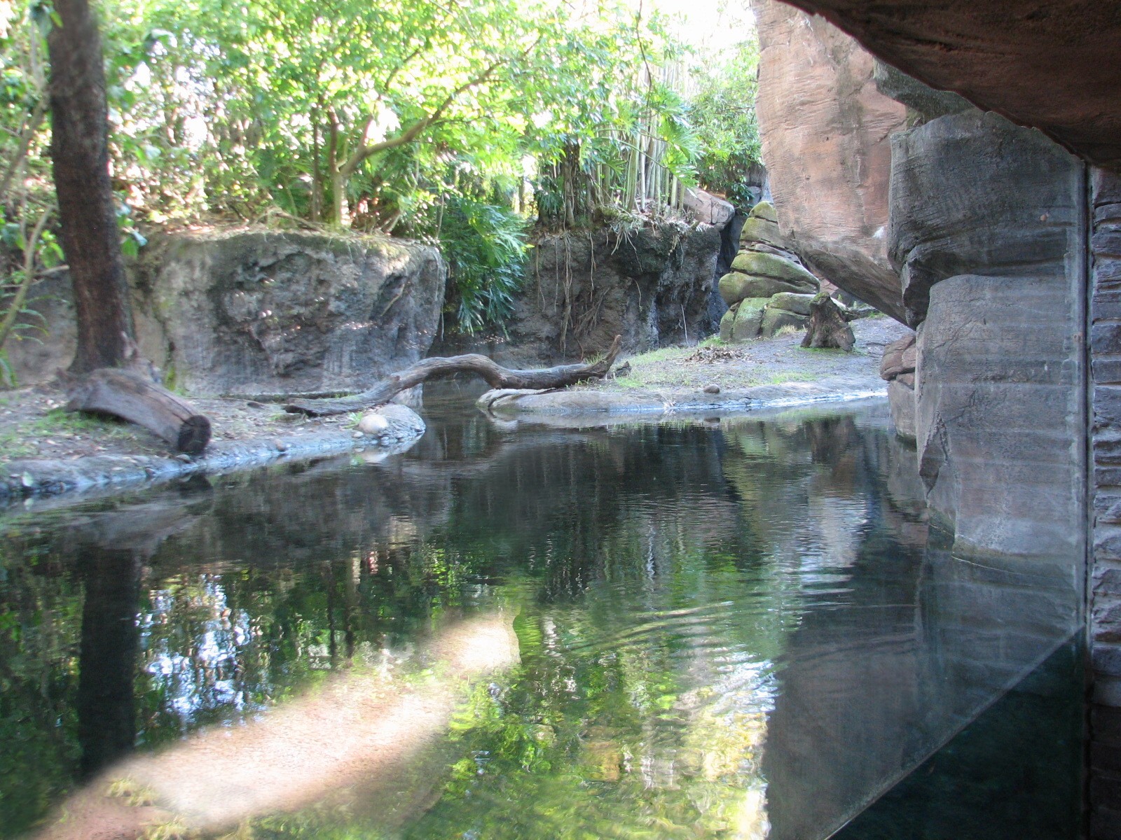 Discovery Island - Asian Small-clawed Otter Exhibit