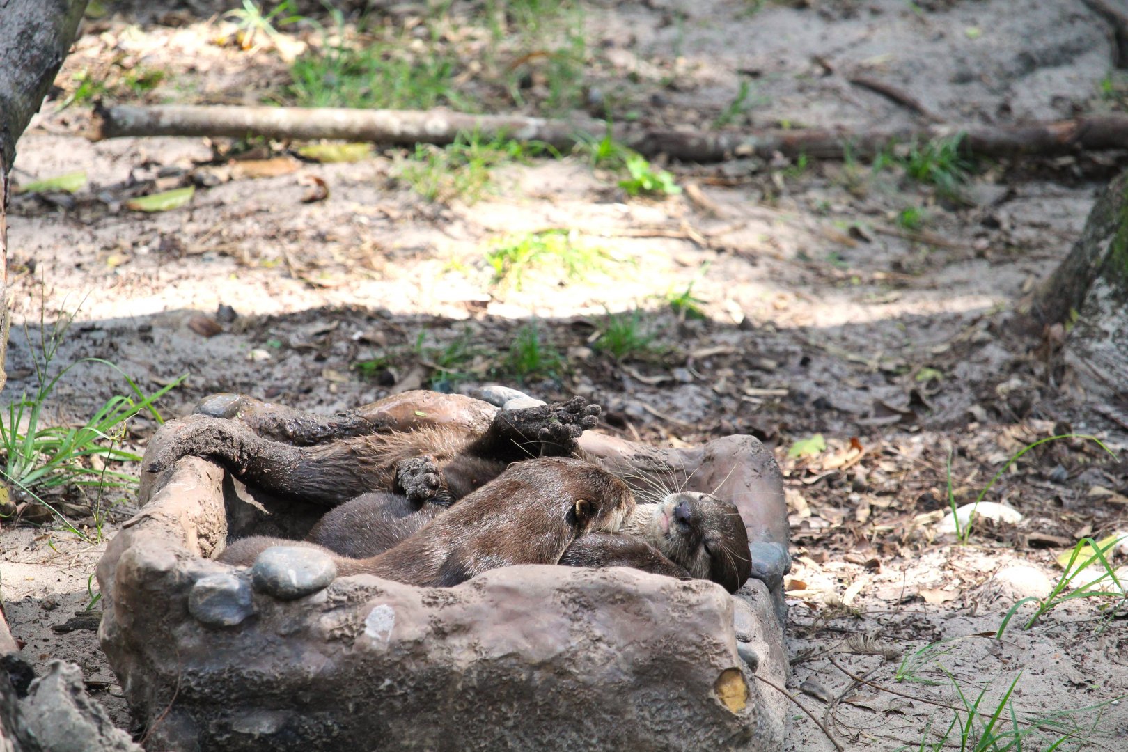 Discovery Island - Asian Small-clawed Otters