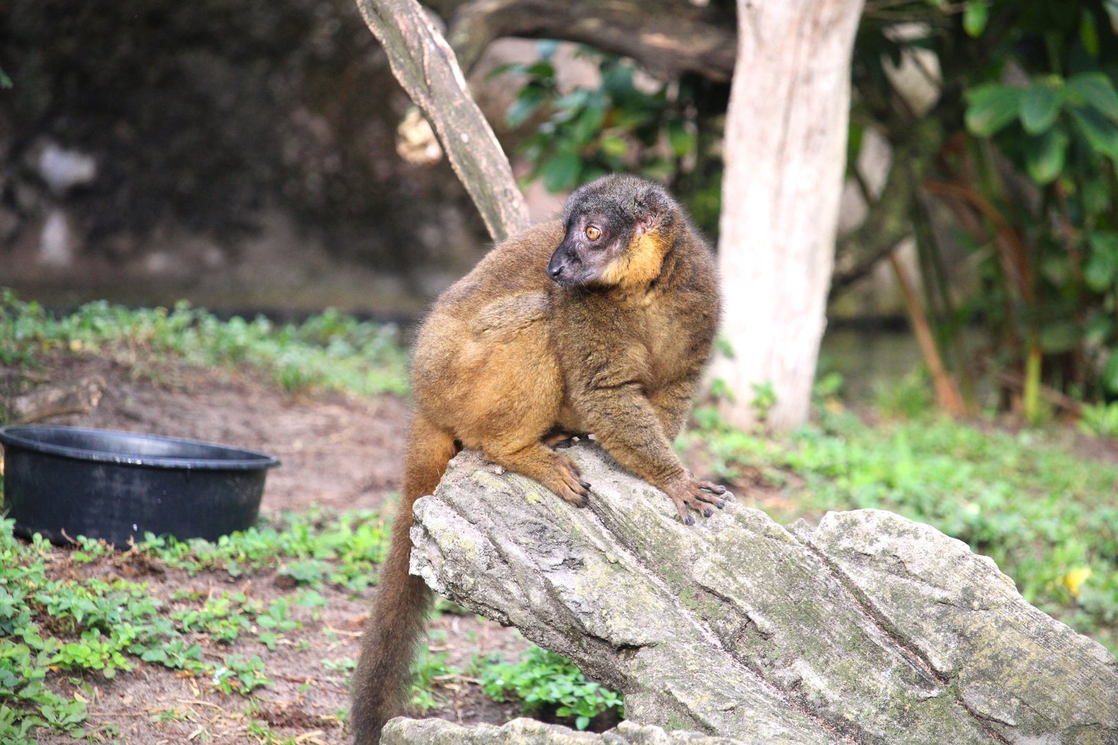 Discovery Island - Collared Brown Lemur