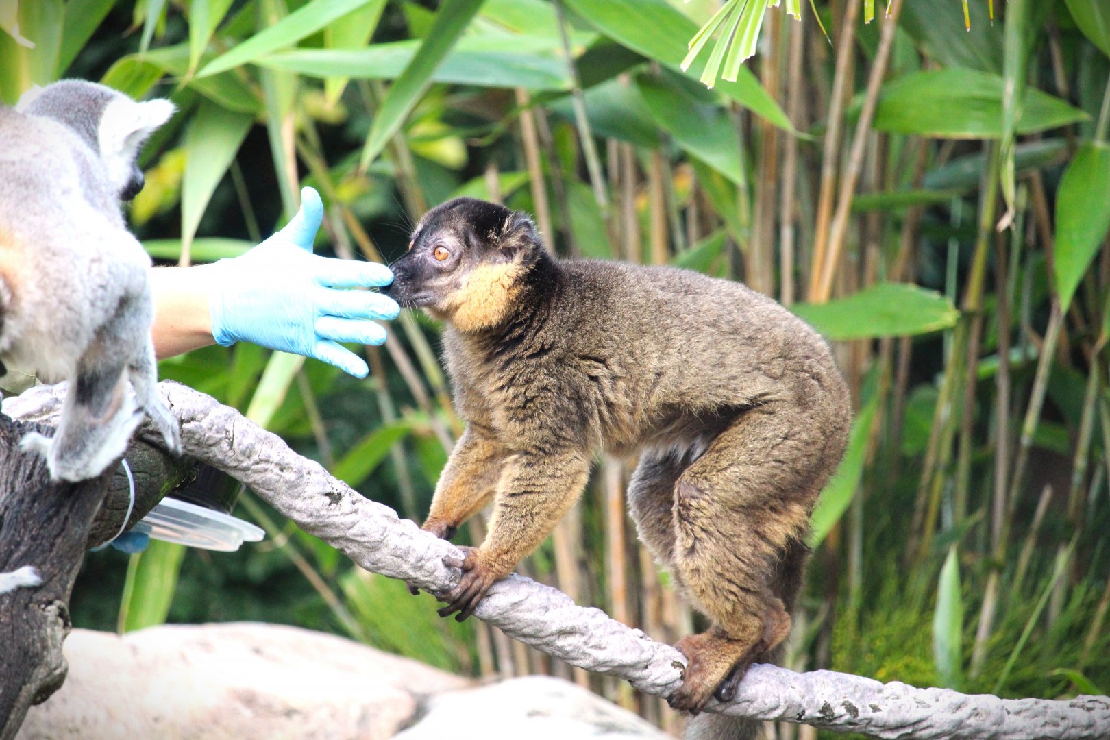 Discovery Island - Collared Brown Lemur