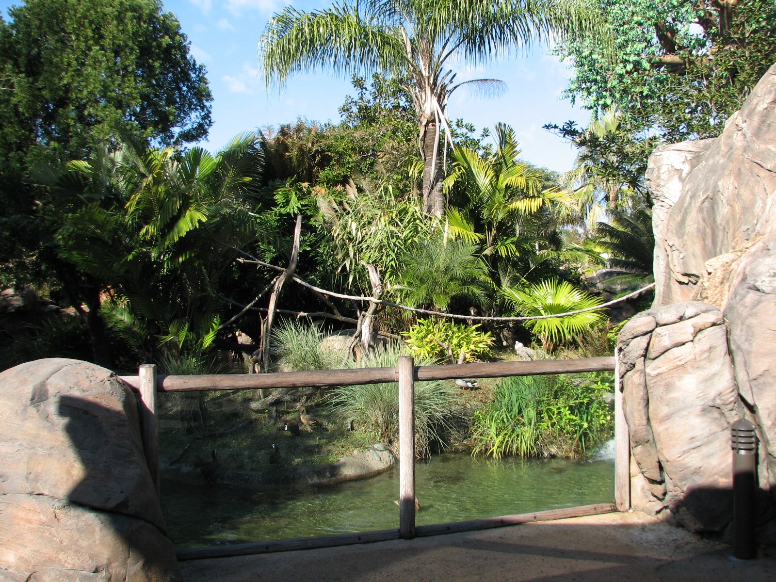 Discovery Island - Collared Lemur, Ring-tailed Lemur, and Coscoran Swan Exh