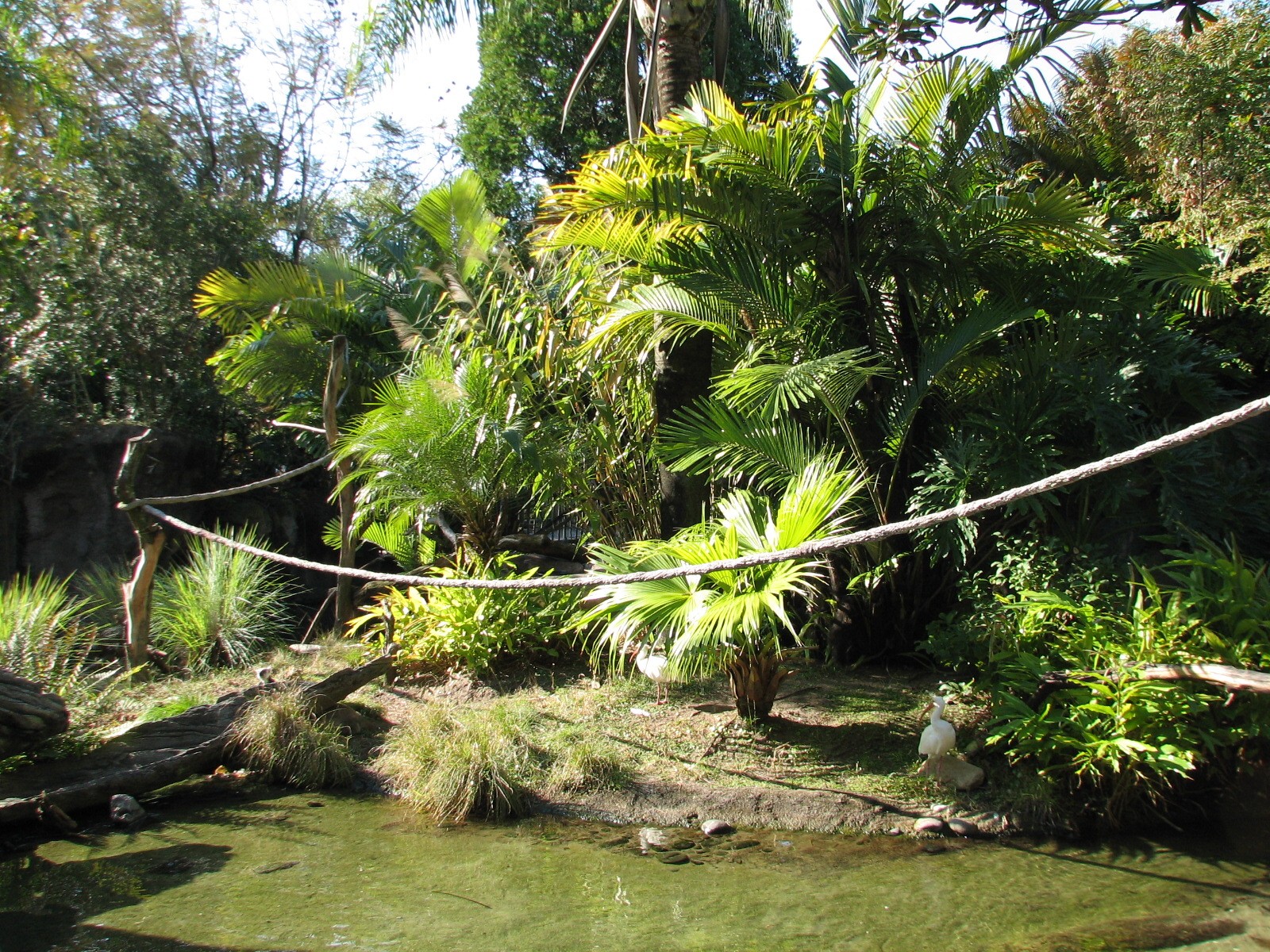 Discovery Island - Collared Lemur, Ring-tailed Lemur, and Coscoran Swan Exh