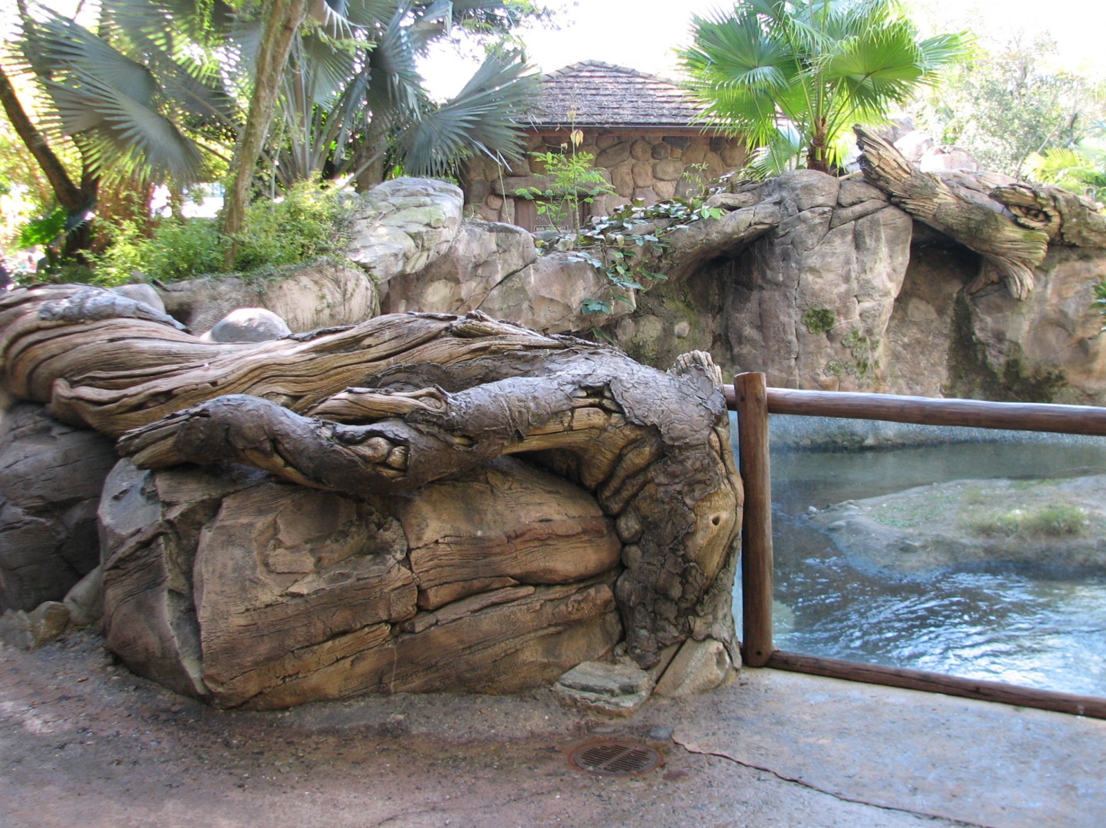 Discovery Island - Collared Lemur, Ring-tailed Lemur, and Coscoran Swan Exh