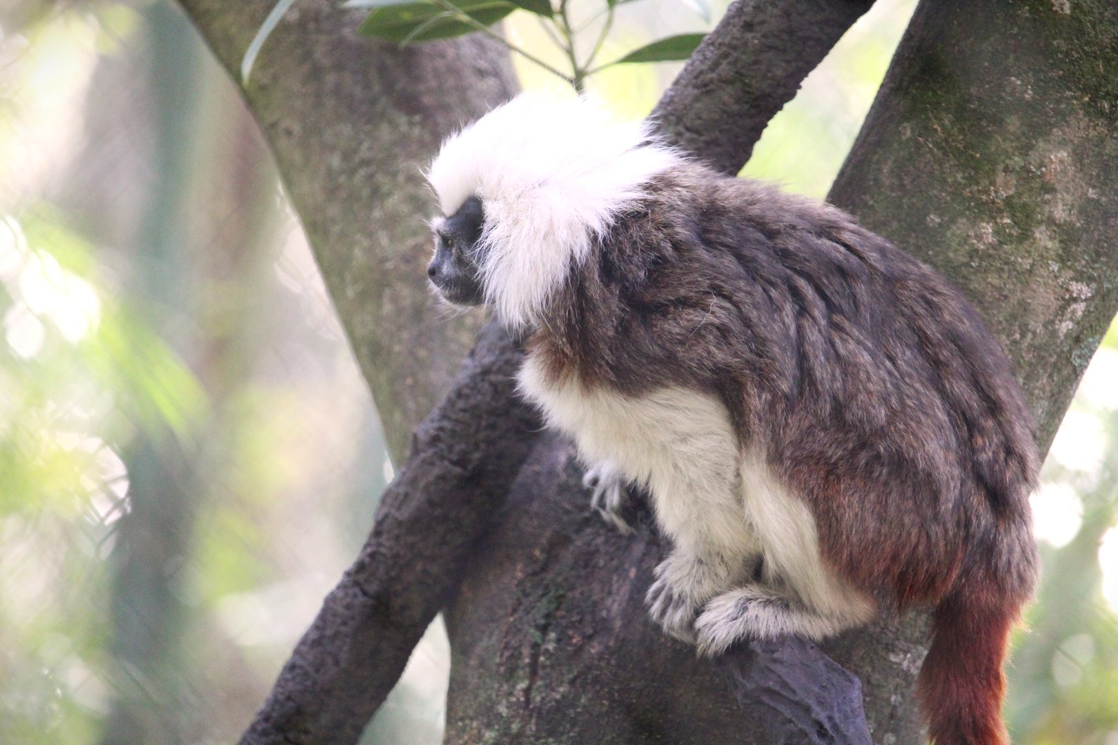 Discovery Island - Cotton-top Tamarin