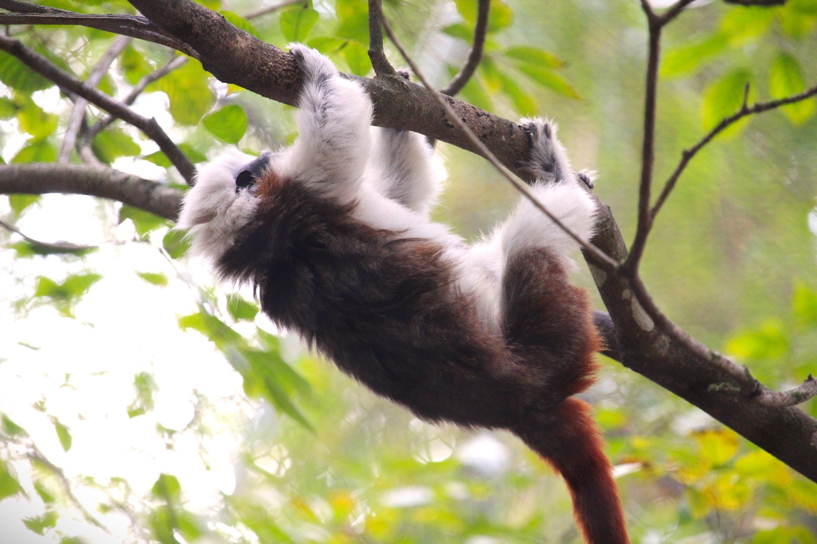 Discovery Island - Cotton-top Tamarin