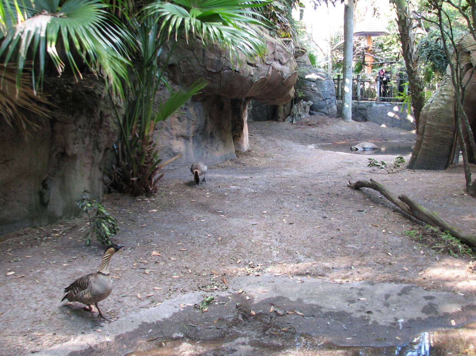 Discovery Island - Gapapagos Tortoise and Nene Goose Exhibit